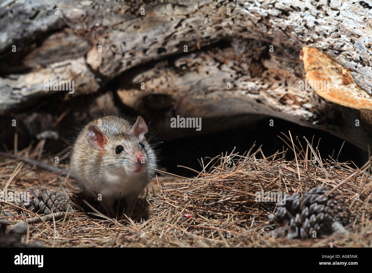 Brown rat Rattus norvegicus with pine cone and needles Spain Stock