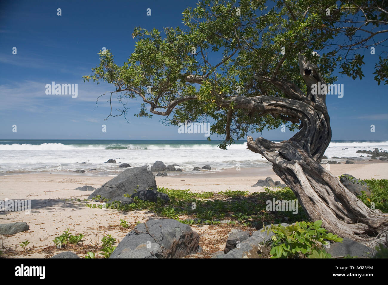 Weathered tree on beach at  Manzanillo Bay Troncones Ixtapa Zihuatanejo area State of Guerrero Mexico Stock Photo