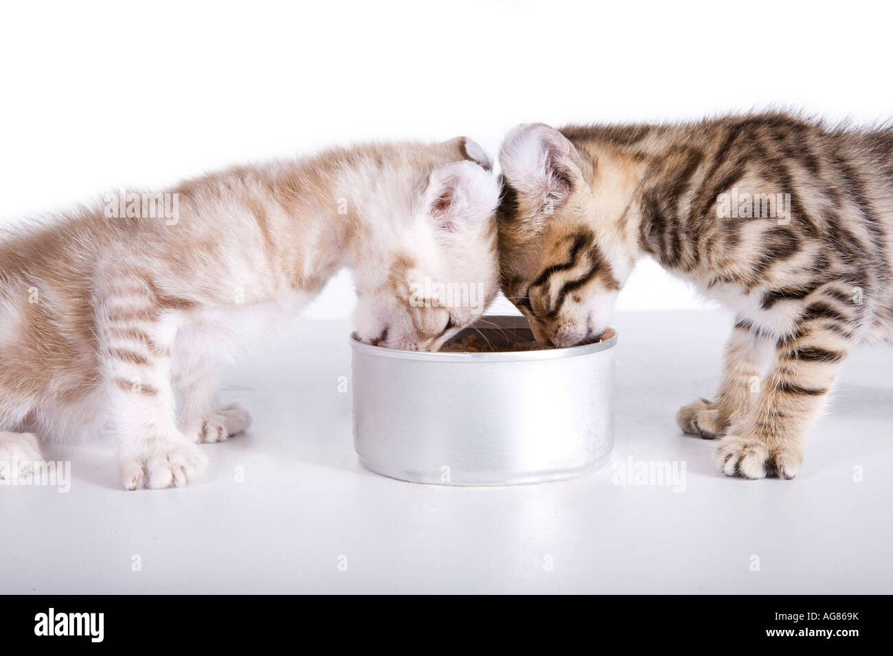 Two kittens eating food from can isolated Stock Photo Alamy