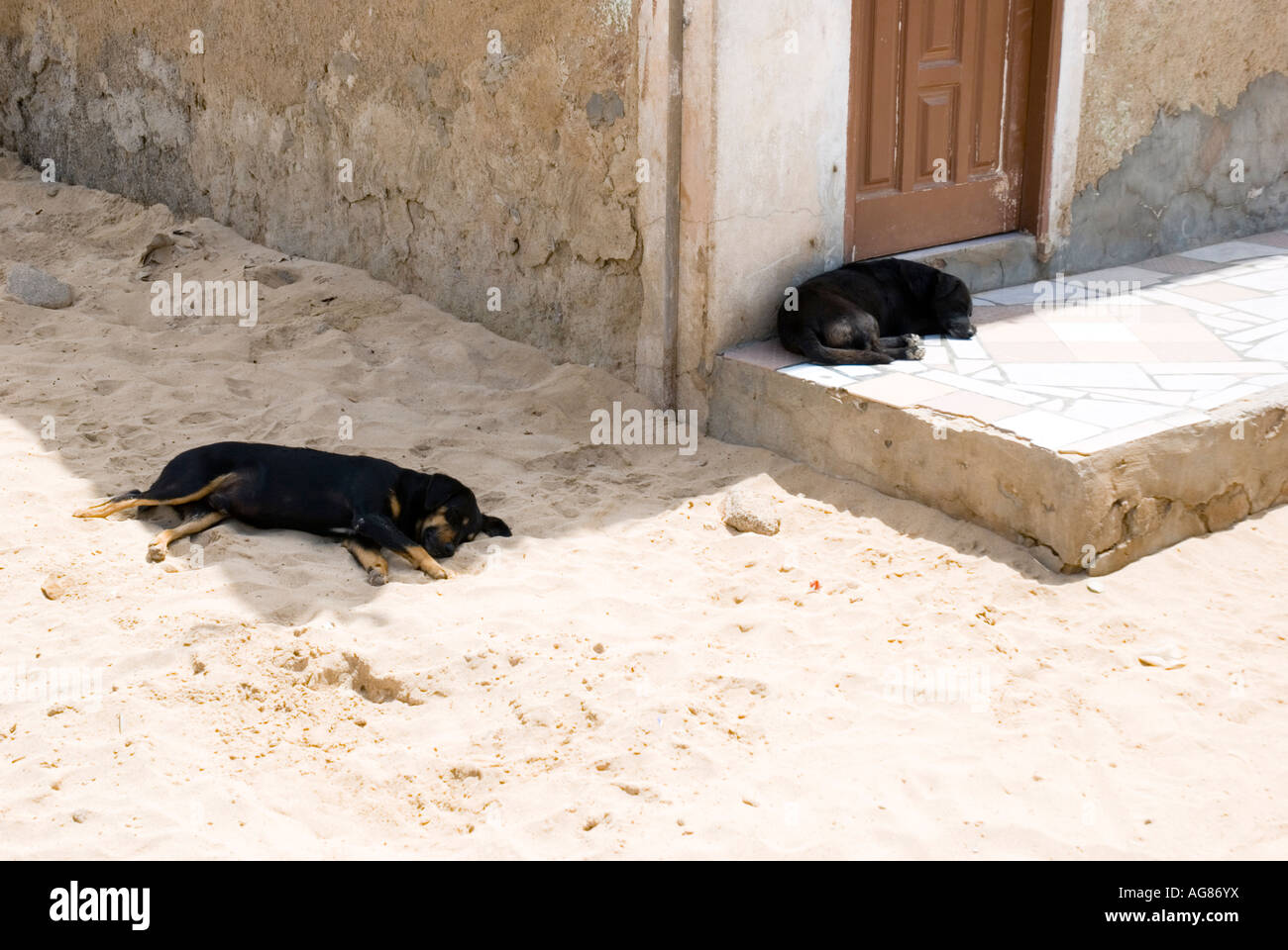 two sleeping dogs Stock Photo