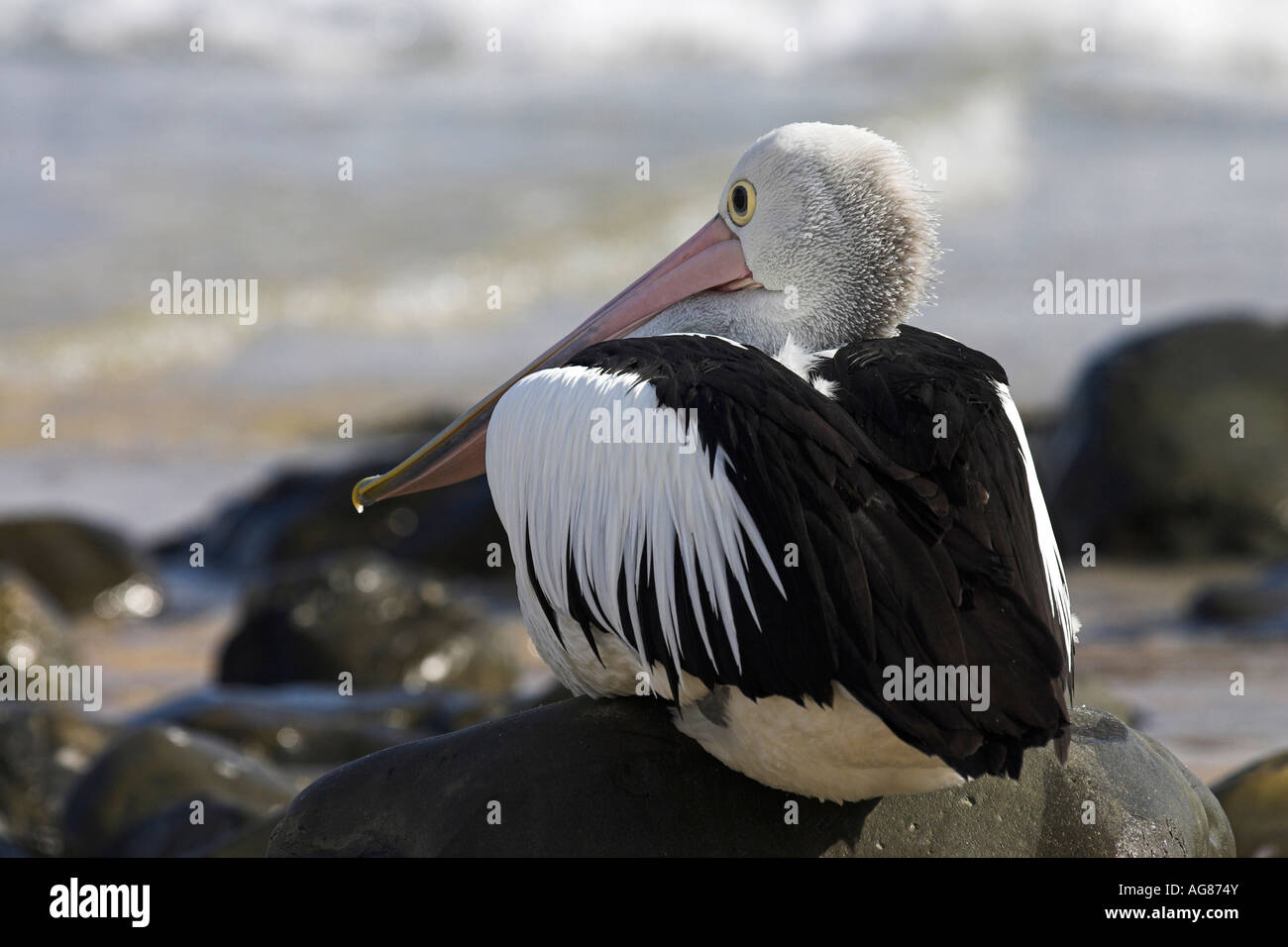 Australian pelican, pelecanus conspicillatus, single adult on a rock Stock Photo