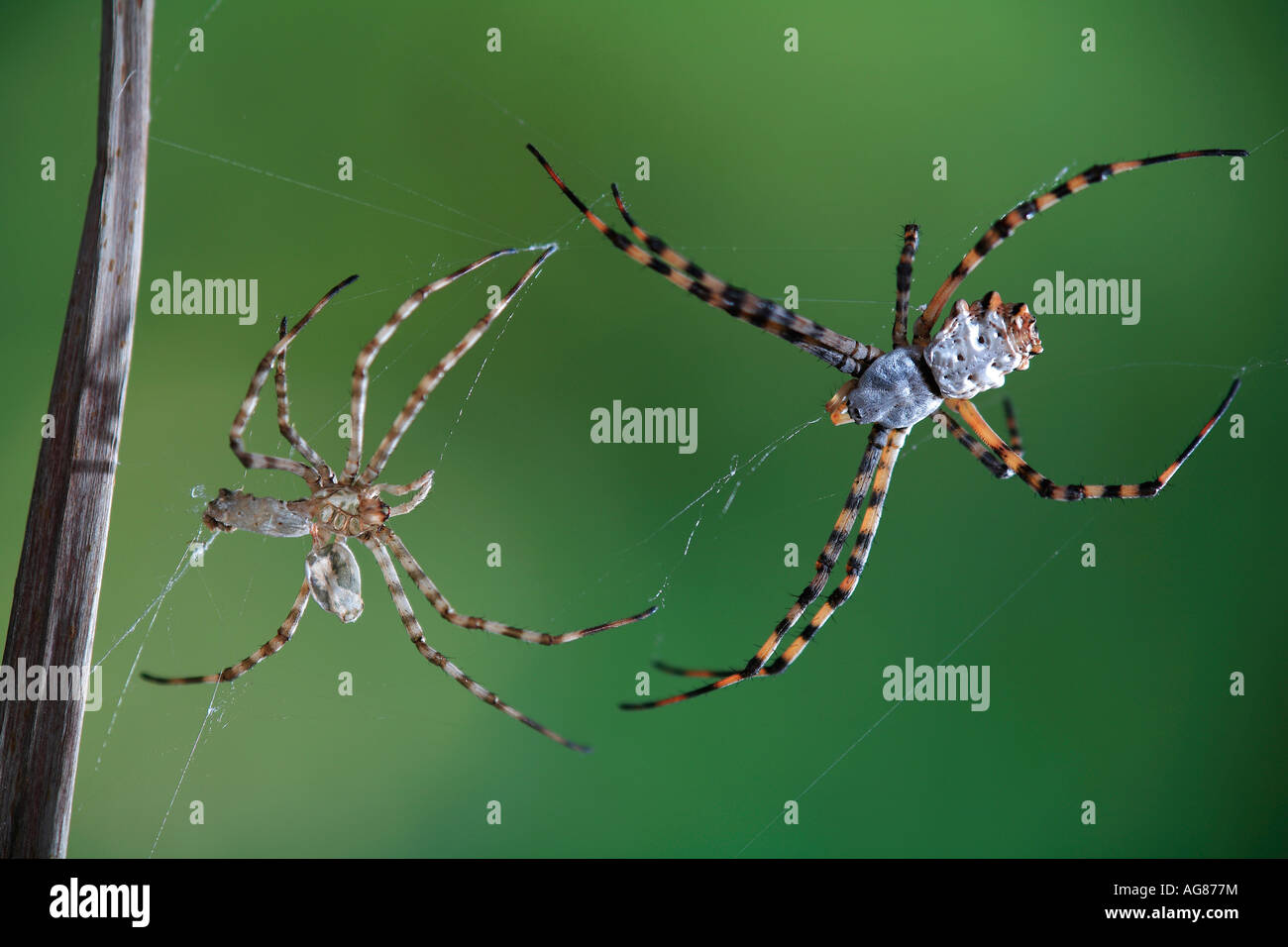 Lobed argiope spider Argiope lobata with shed skin Spain Europe Stock ...