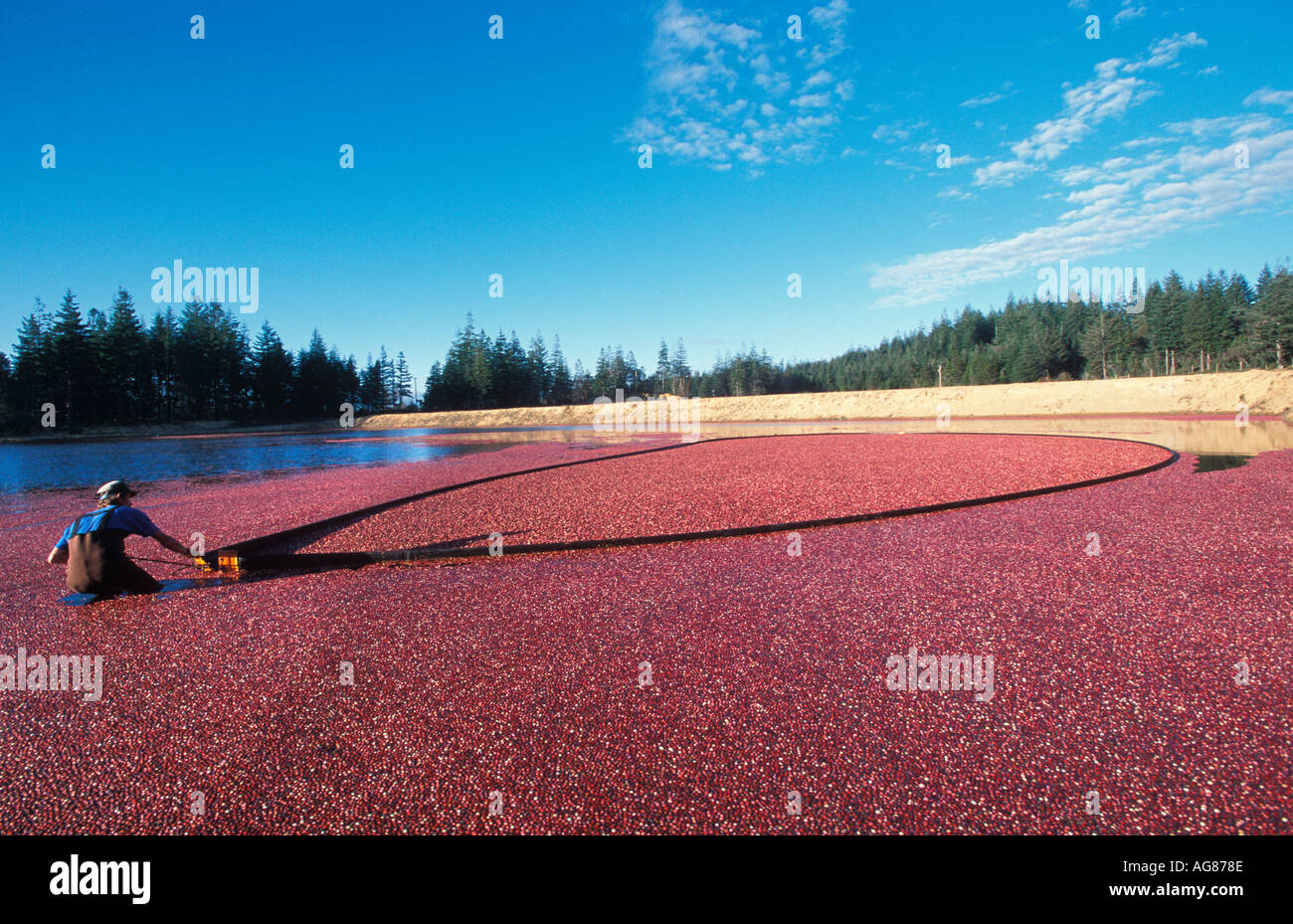 Cranberry Harvest Stock Photo 1083277 Alamy