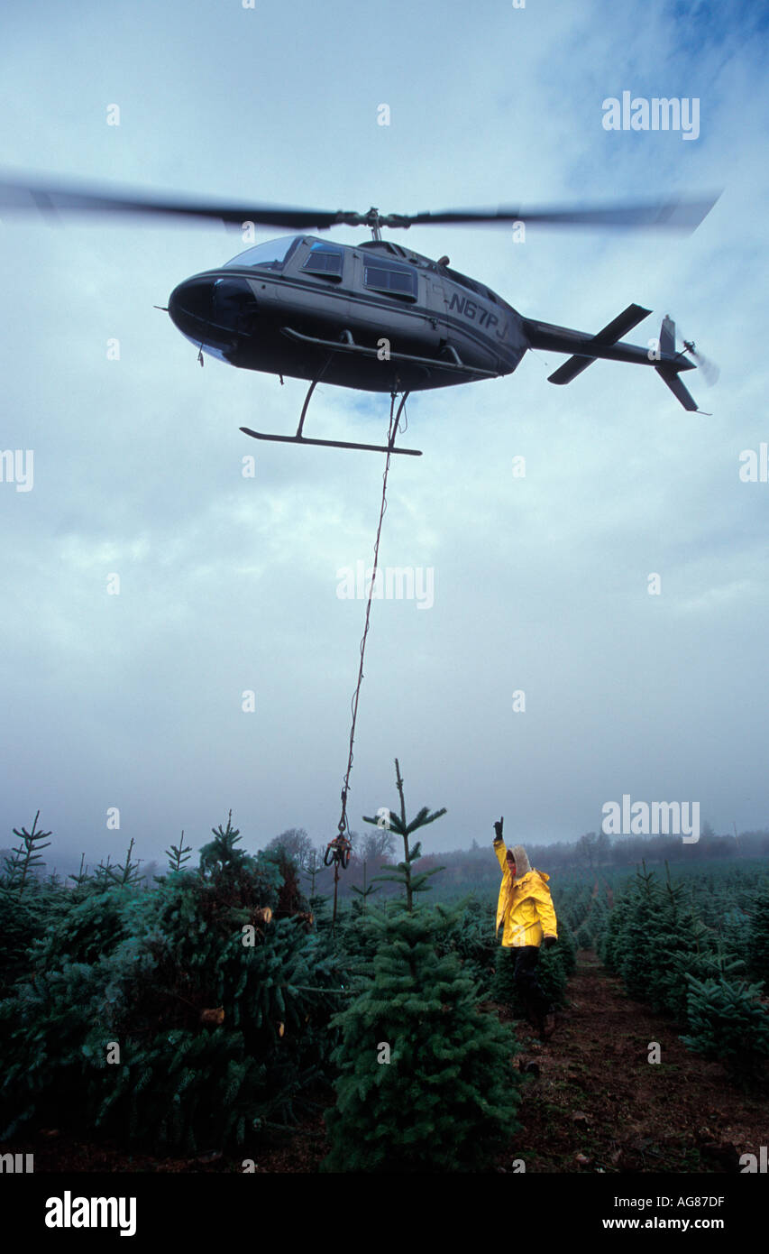 Harvesting Christmas trees with a helicopter Stock Photo Alamy