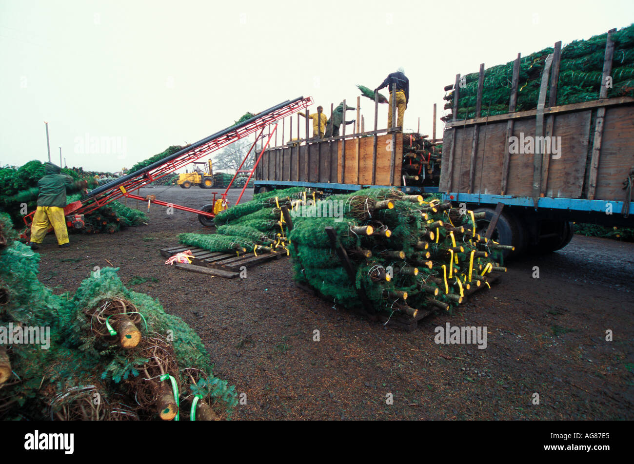 Christmas trees being loaded on a truck Stock Photo