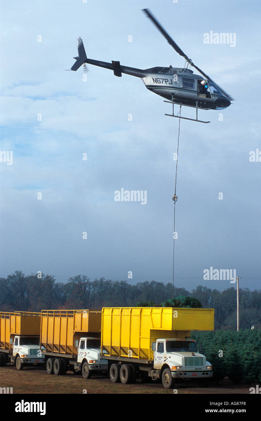 Harvesting Christmas trees with a helicopter Stock Photo Alamy