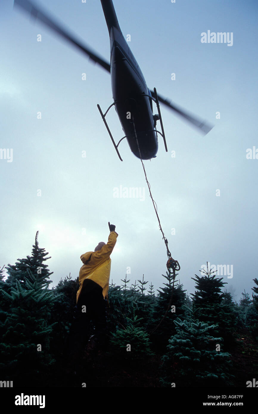 Harvesting Christmas trees with a helicopter Stock Photo Alamy