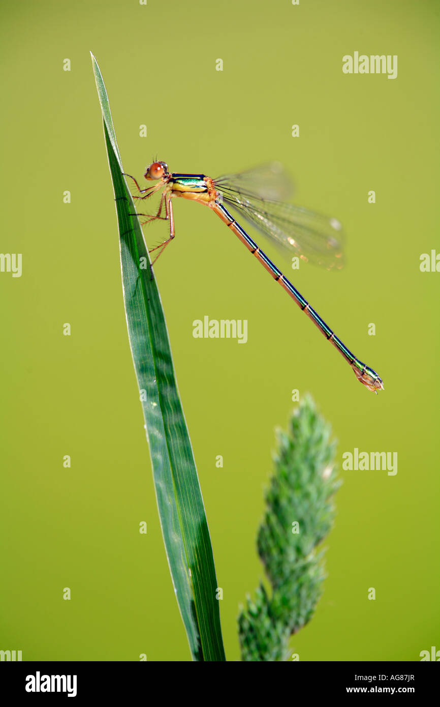 Emerald damselfly Lestes sponsa resting on grass Spain Stock Photo - Alamy