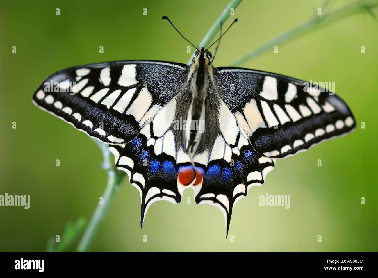 Swallowtail butterfly Papilio machaon with wings spread Spain Stock