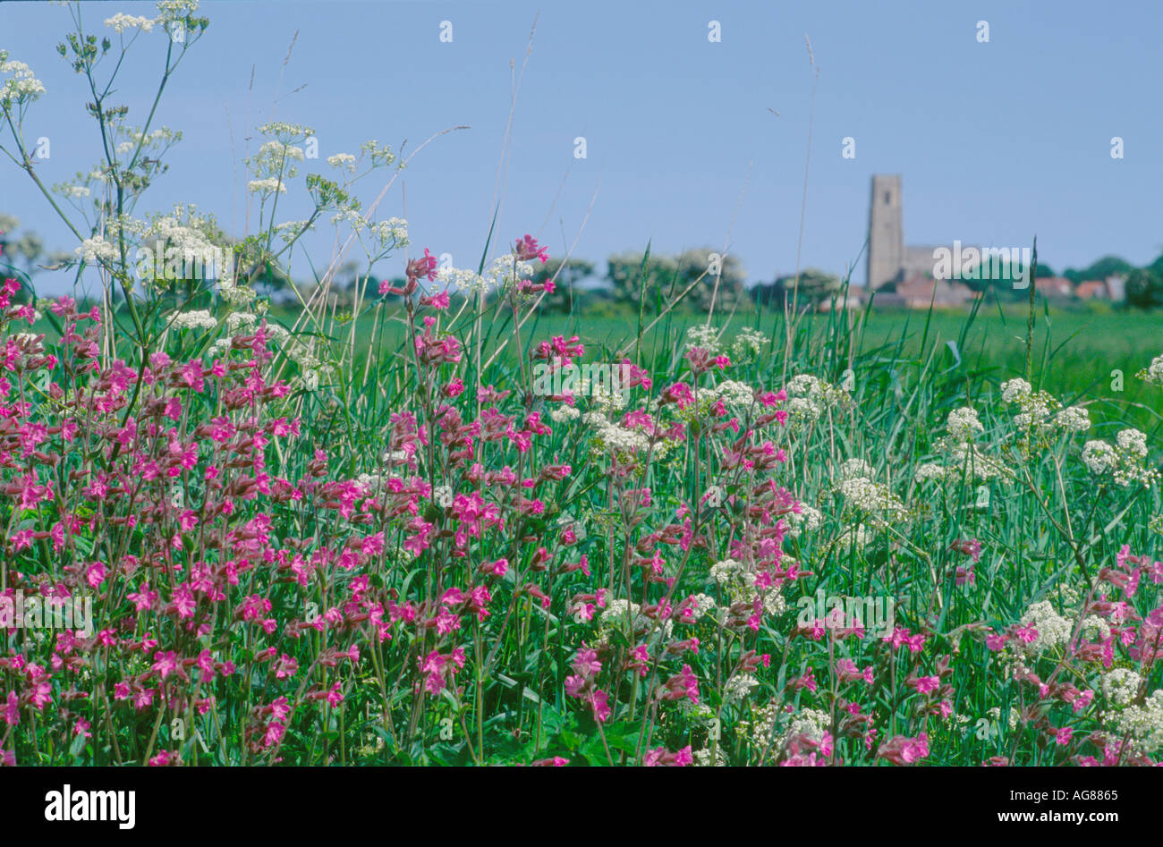 WILD HEDGEROW WITH DISTANT CHURCH TOWER HAPPISBURGH NORFOLK EAST ANGLIA ENGLAND UK Stock Photo