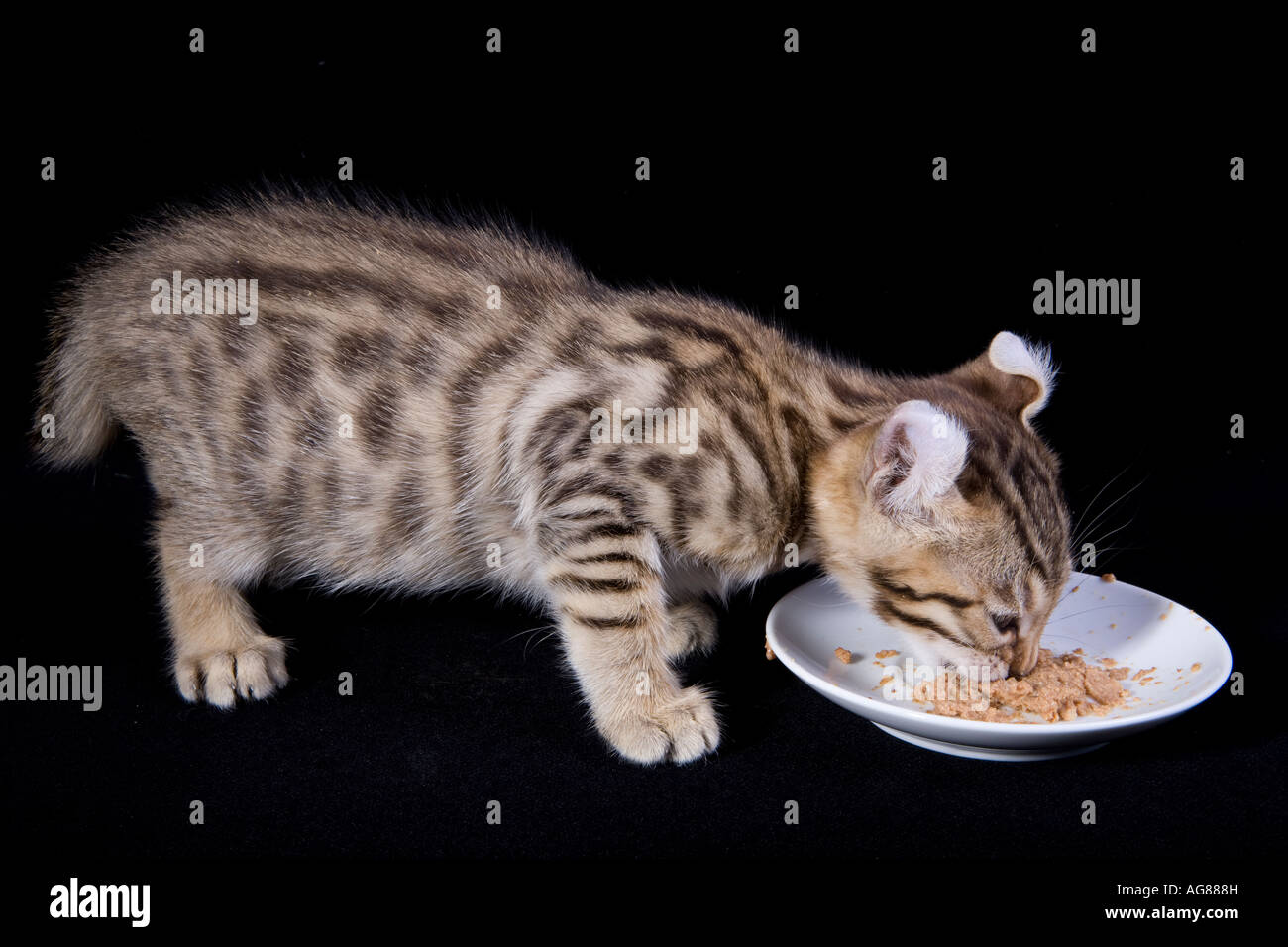 Brown kitten eating from saucer on black background Stock Photo Alamy