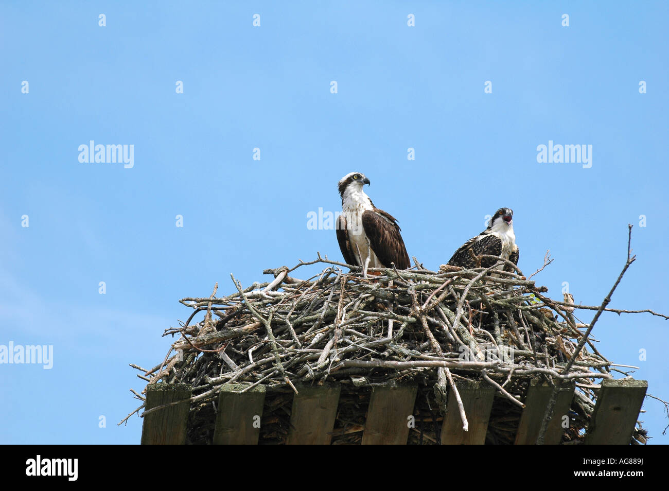 two osprey looking down from their nest Stock Photo - Alamy