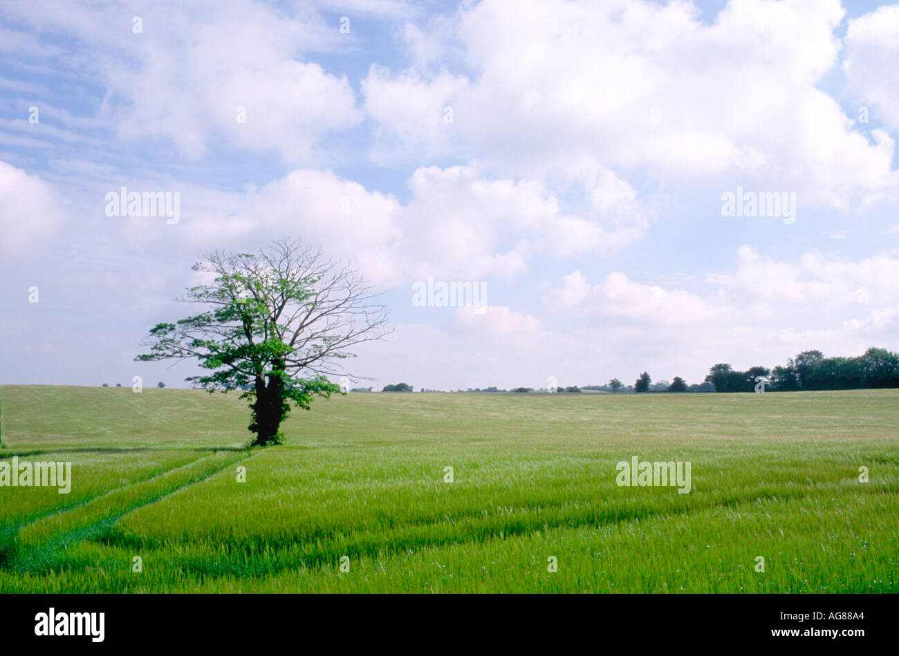 FARM LAND CROPS AND TREE NEAR HOLT NORTH NORFOLK EAST ANGLIA ENGLAND UK