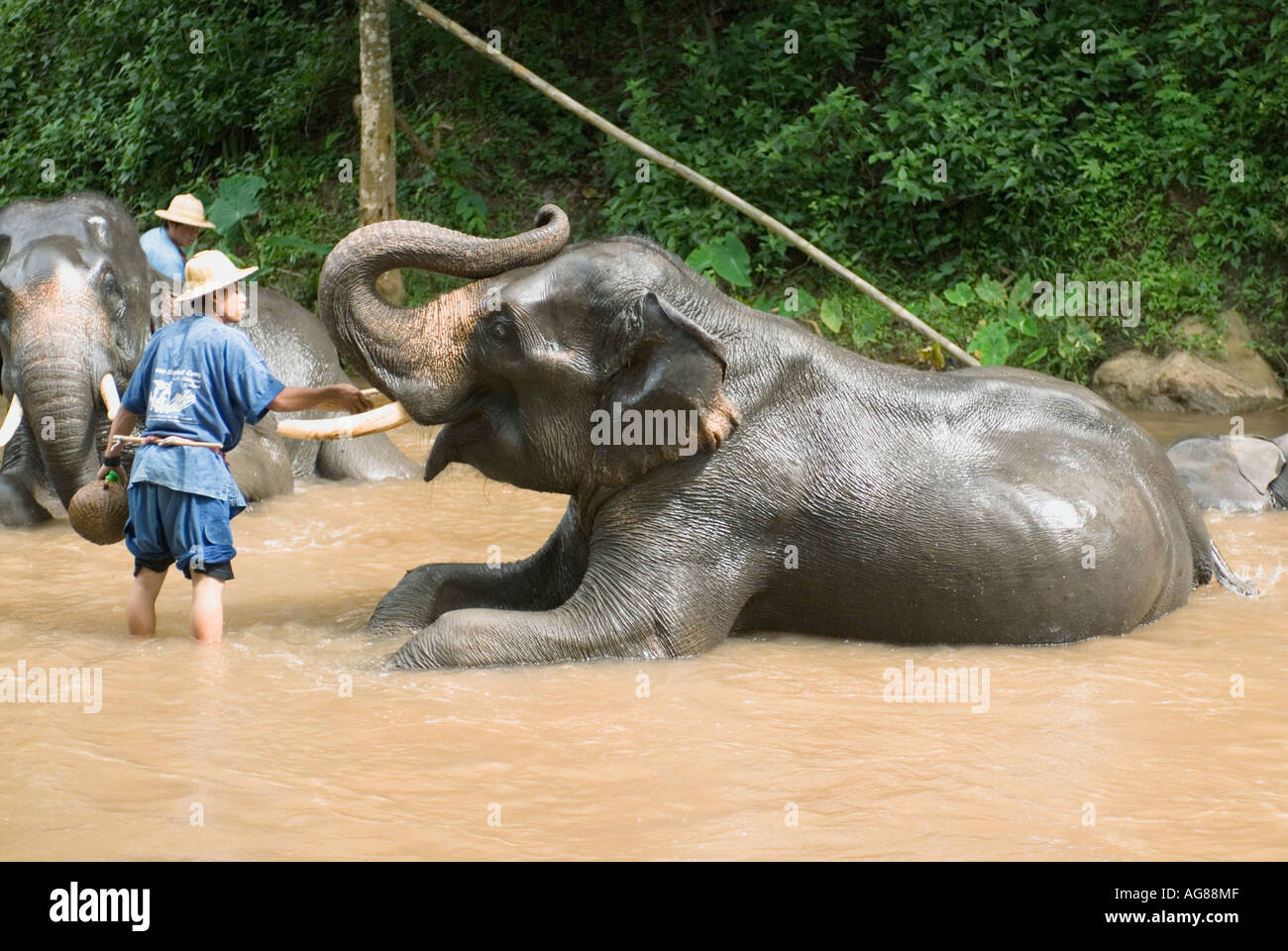 Thailand Elephant Bathing Maesa Elephant Camp Chiang Mai Stock Photo
