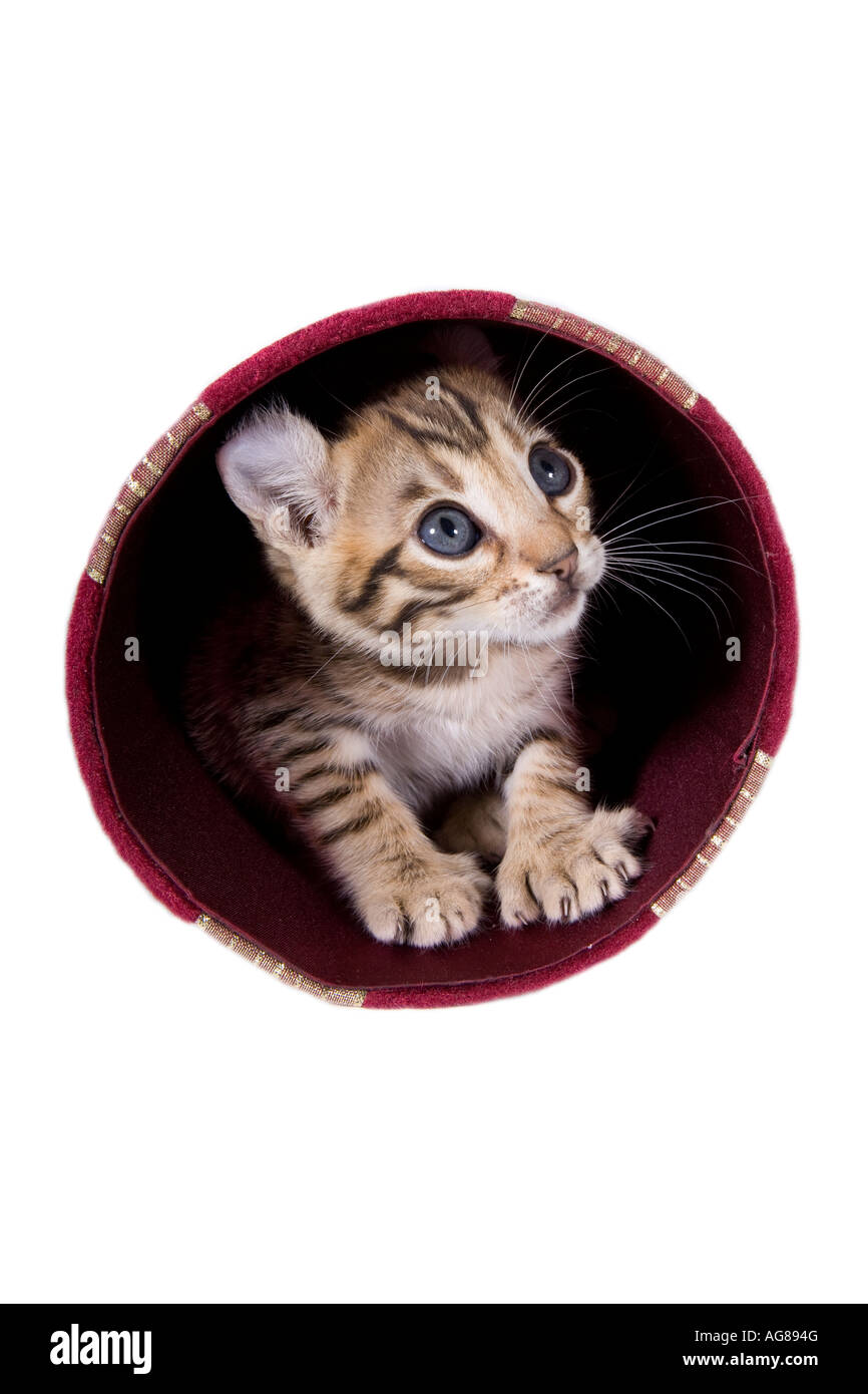 Kitten peeking out of red velvet gift box isolated on white Stock Photo