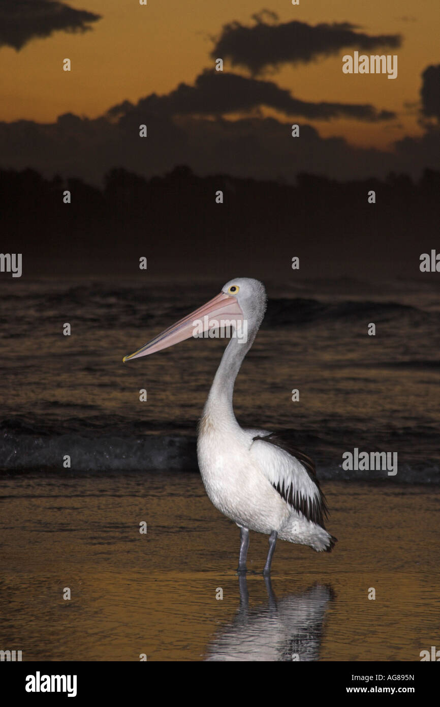 Australian pelican, pelecanus conspicillatus, single adult at sunset Stock Photo
