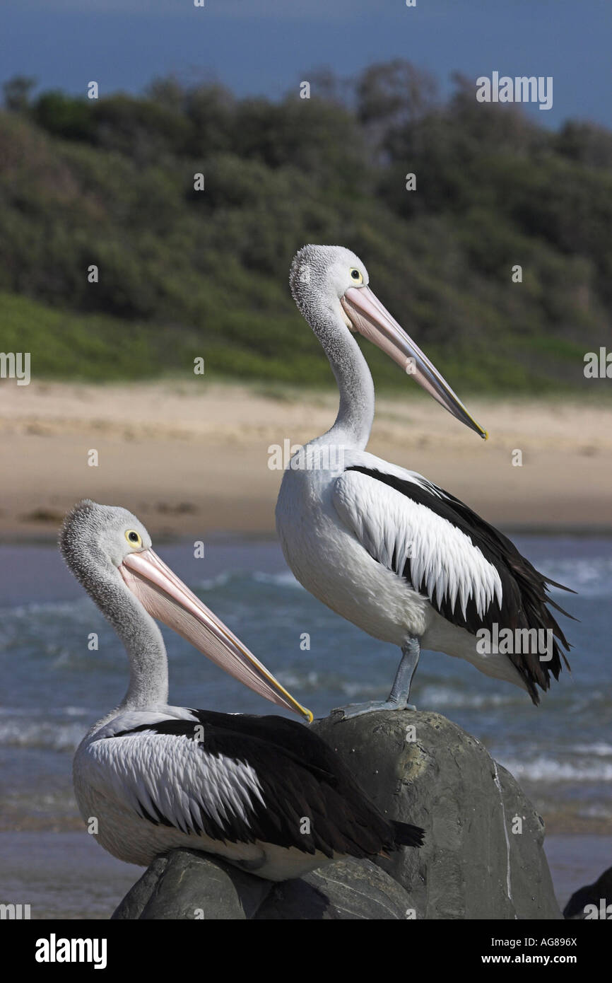 Australian pelican, pelecanus conspicillatus, two adults on rocks Stock Photo