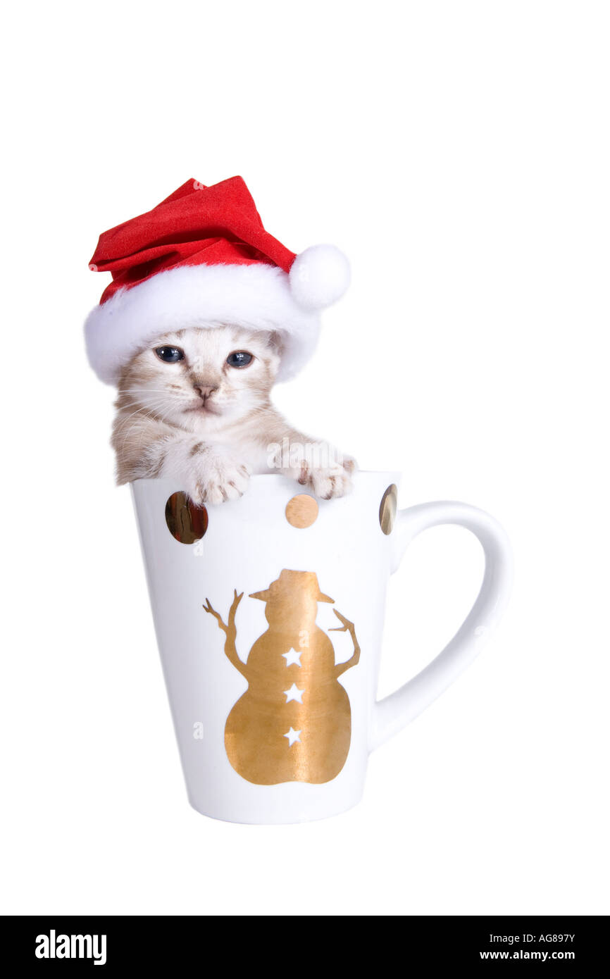 Adorable white kitten wearing Santa hat in Christmas mug Stock Photo ...