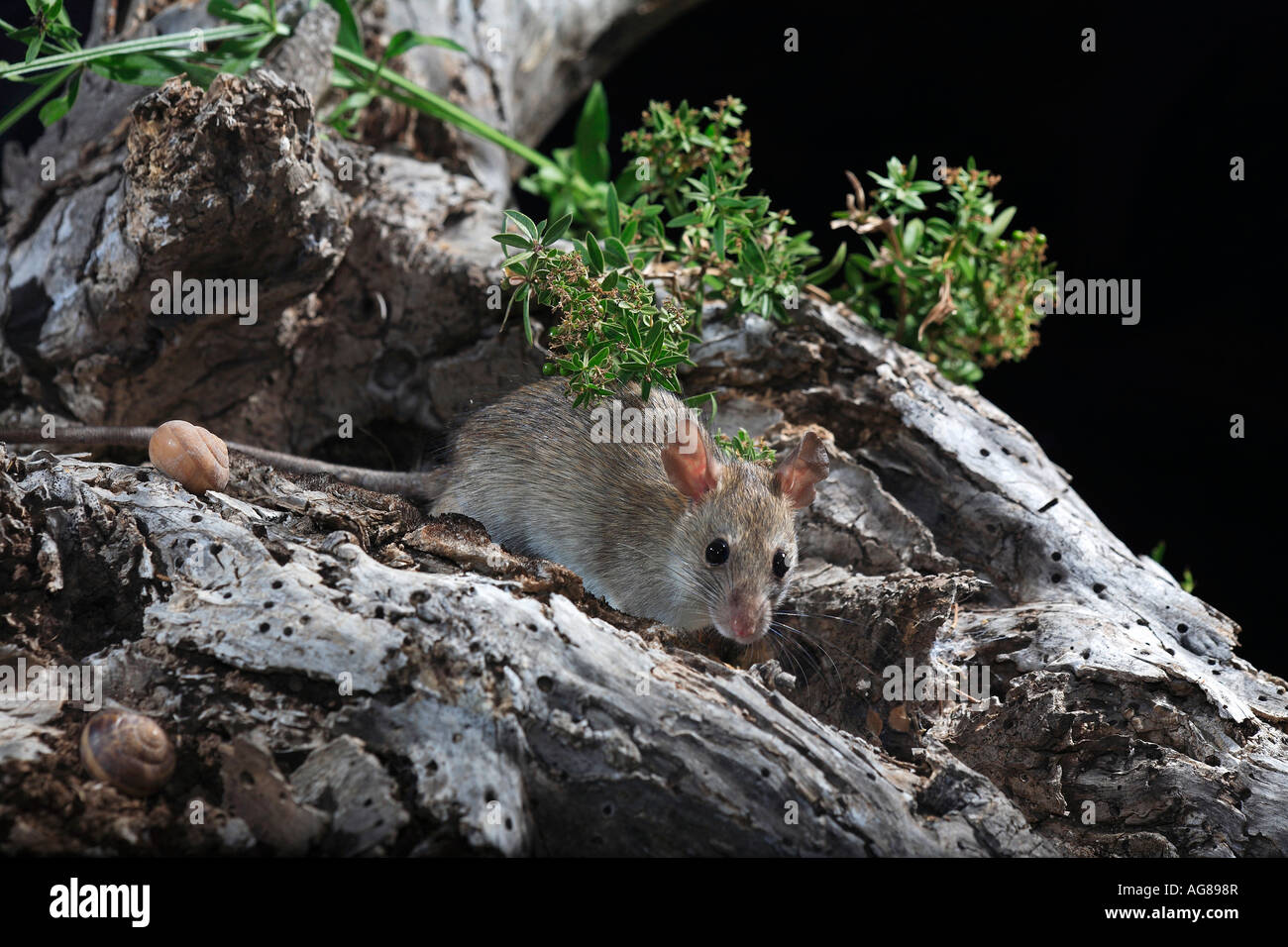 Brown rat Rattus norvegicus Spain Stock Photo - Alamy