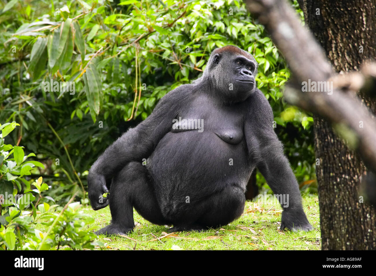Silverback Posture Silverback sitting hi-res stock photography and images - Alamy