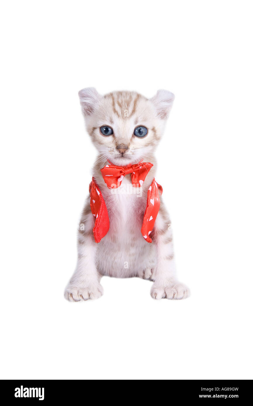 Adorable White Kitten with Blue Bib, image size:866x1390