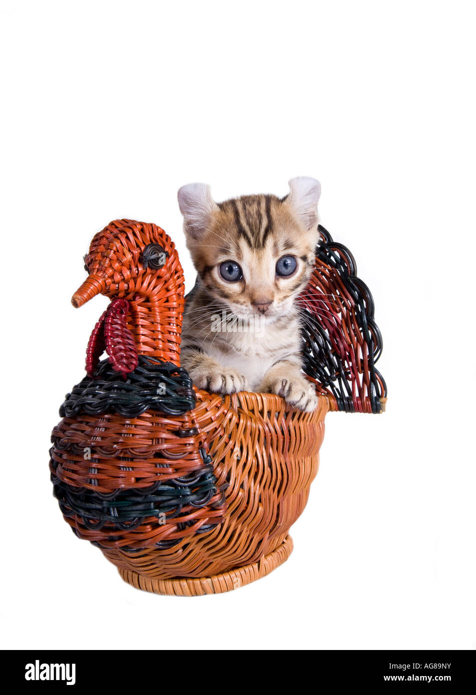 Brown kitten in wicker Thanksgiving Turkey basket isolated on white Stock Photo