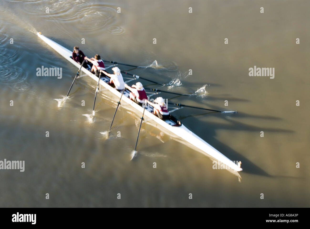 Rowing on brisbane river brisbane hi-res stock photography and images ...
