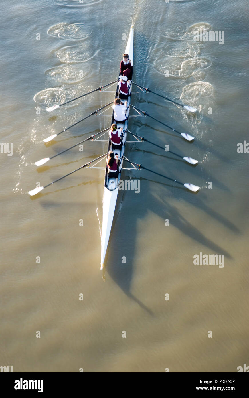 Rowing on brisbane river brisbane hi-res stock photography and images ...