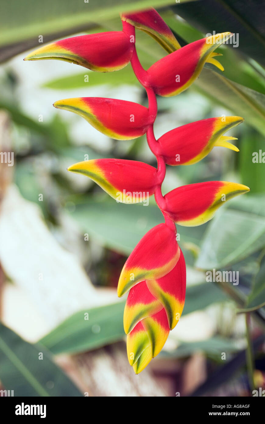 Hanging Lobster Claws Heliconia rostrata Ruize et Pavon Heliconiaceae Thailand Chiang Mai Queen