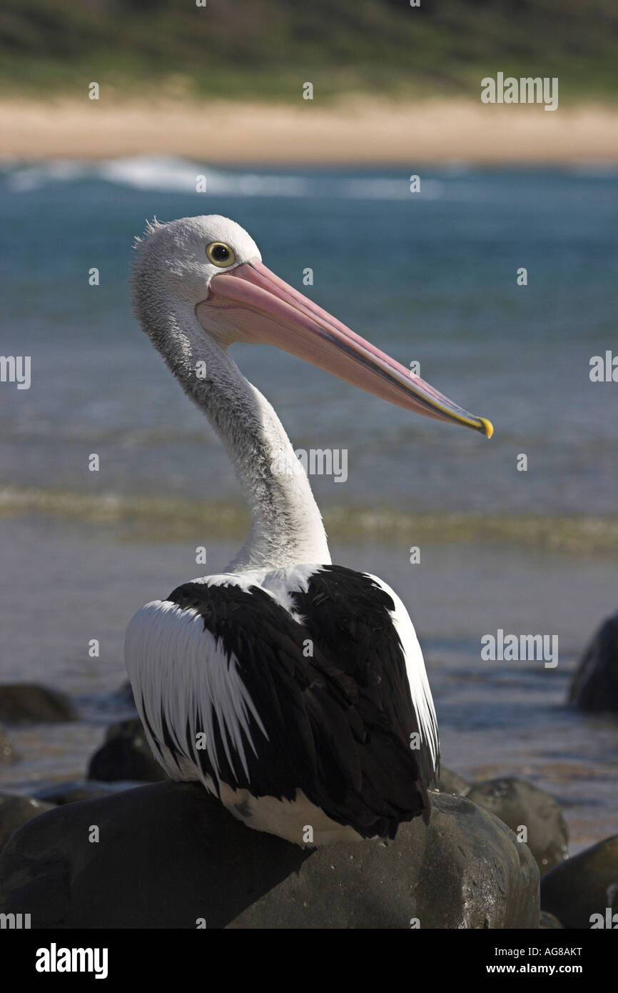 Australian pelican, pelecanus conspicillatus, single adult on a rock Stock Photo