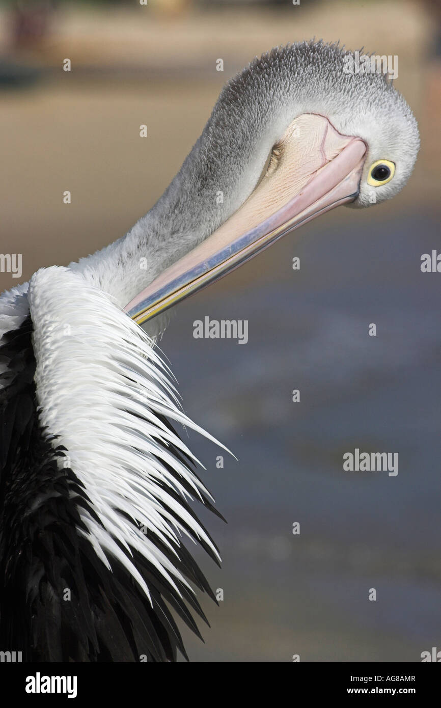 Australian pelican, pelecanus conspicillatus, single adult preening Stock Photo