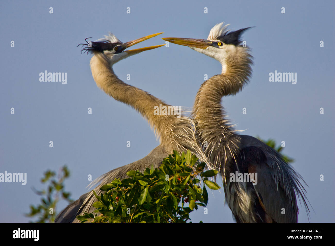 A mated pair of Great Blue Heron greeting each other as one returns from hunting. Ardea herodius Stock Photo