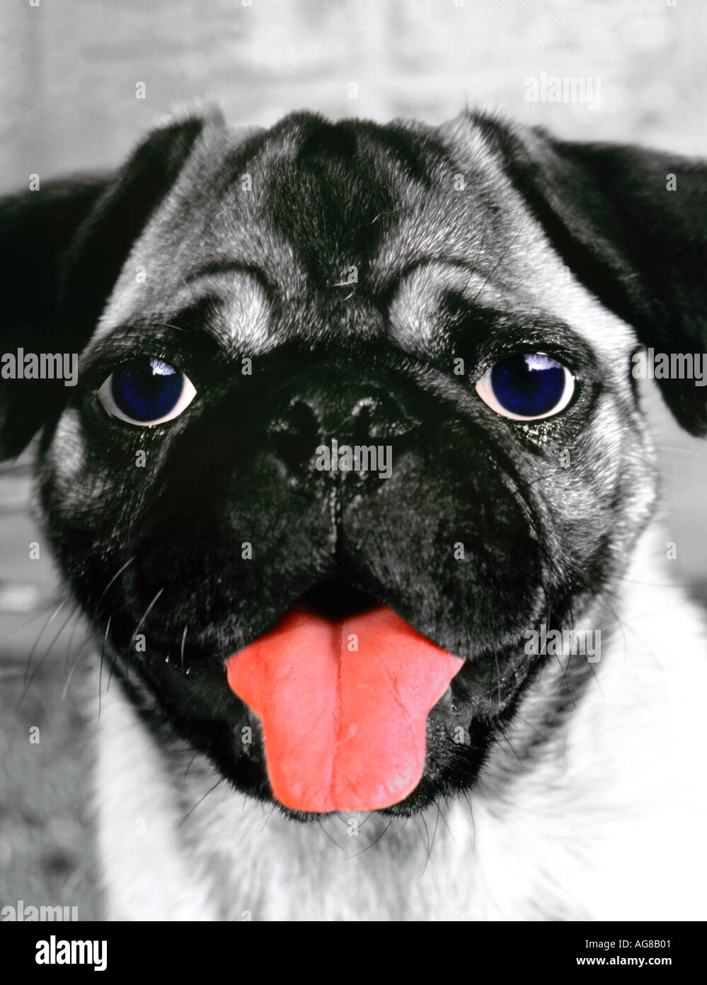 Dog with human eyes Stock Photo - Alamy