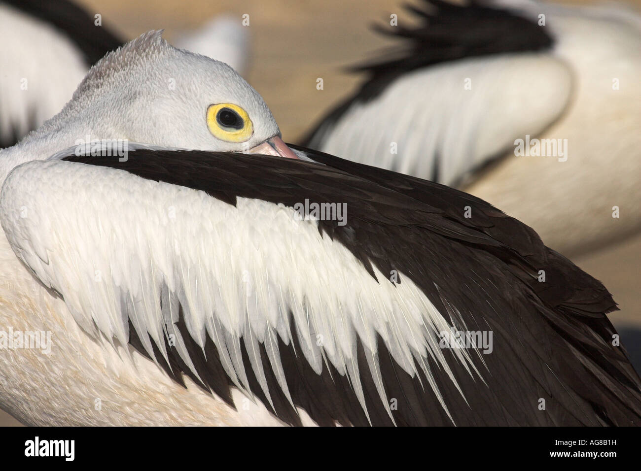 Australian pelican, pelecanus conspicillatus, adult at rest Stock Photo