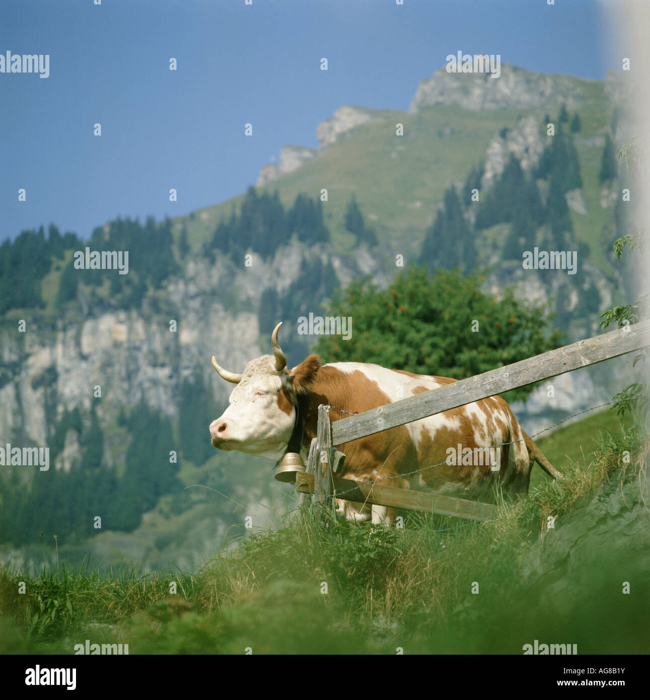 Cow in mountain pasture at Wengen Switzerland Stock Photo - Alamy