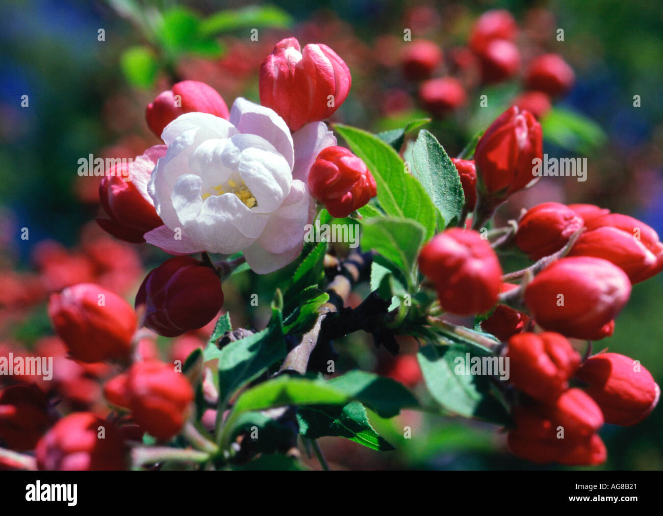 Cherry tree blooming Stock Photo Alamy