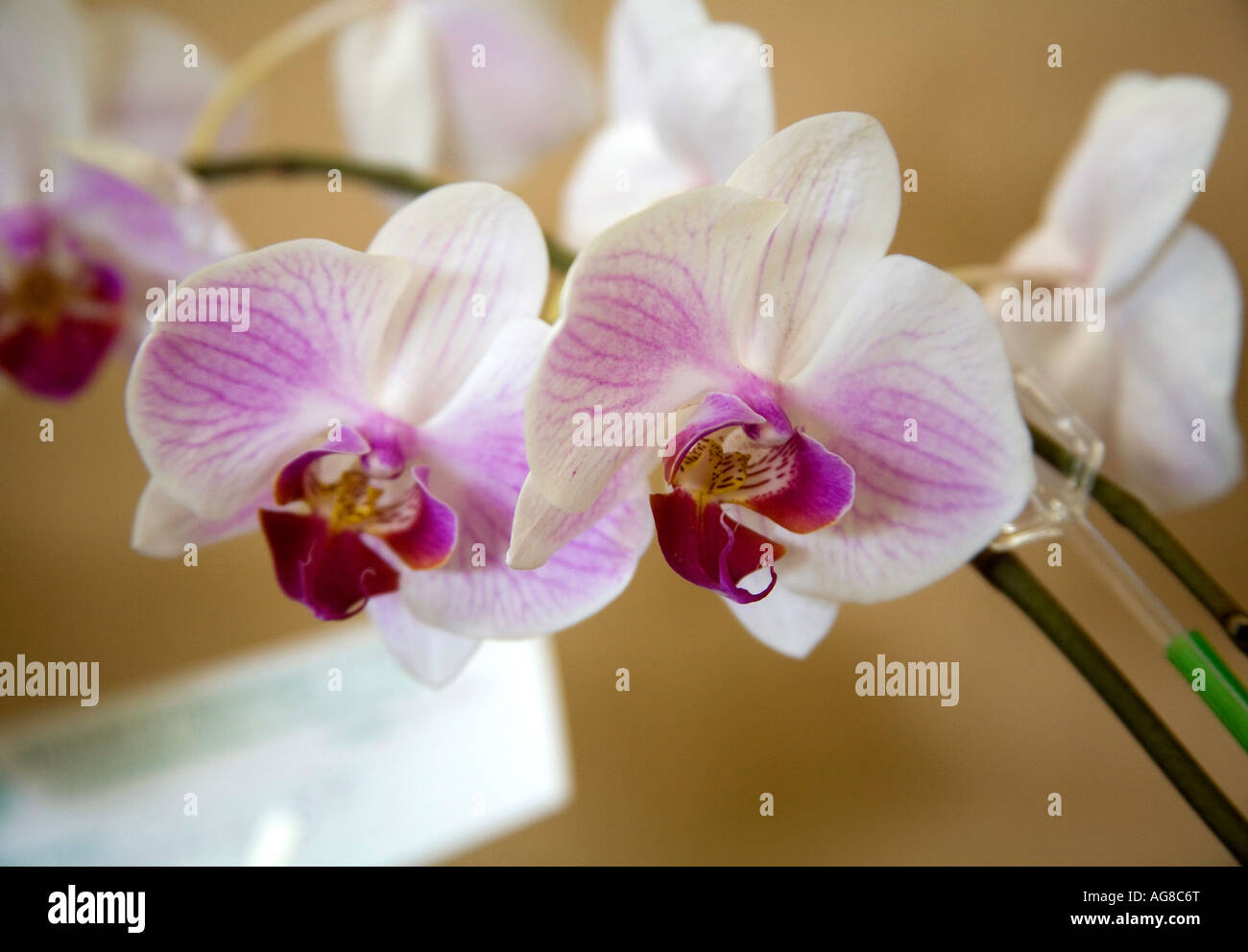 Phalaenopsis orchids seen at an exhibition at Panama City Stock Photo