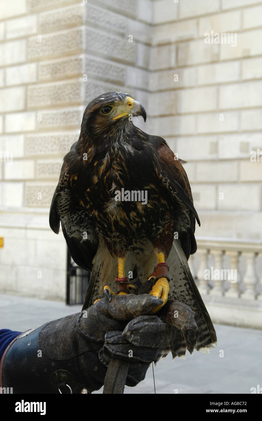 Will harris hi-res stock photography and images - Alamy