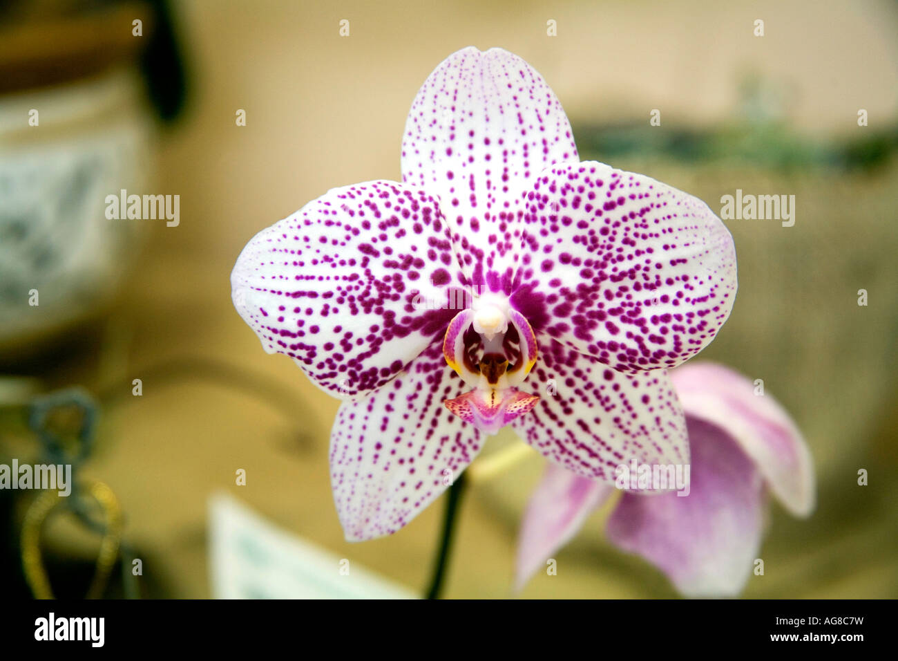 Phalaenopsis chihi striped orchid seen at an exhibition at Panama City Stock Photo