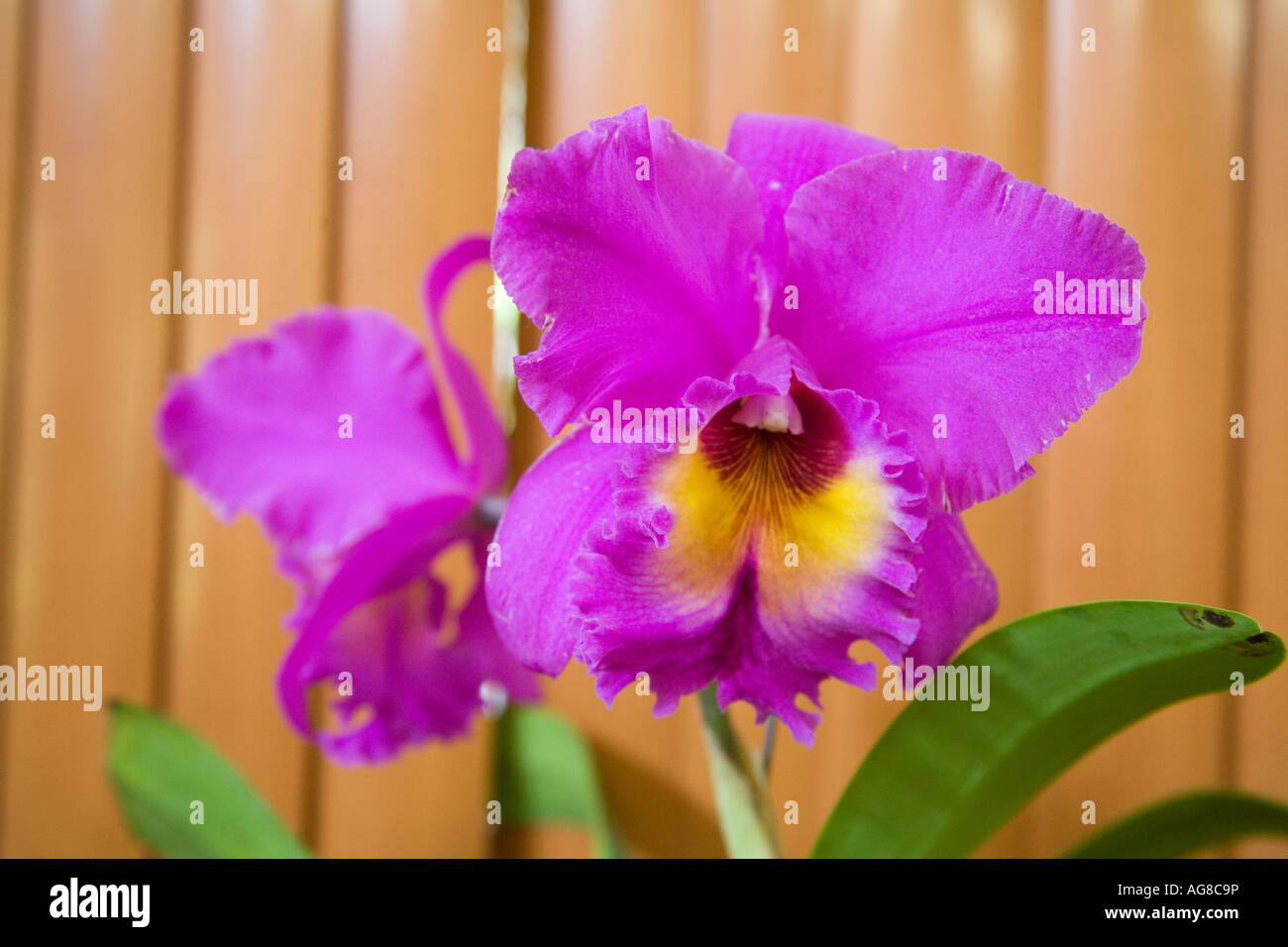 Striking orchid at an exhibition at Panama City Stock Photo