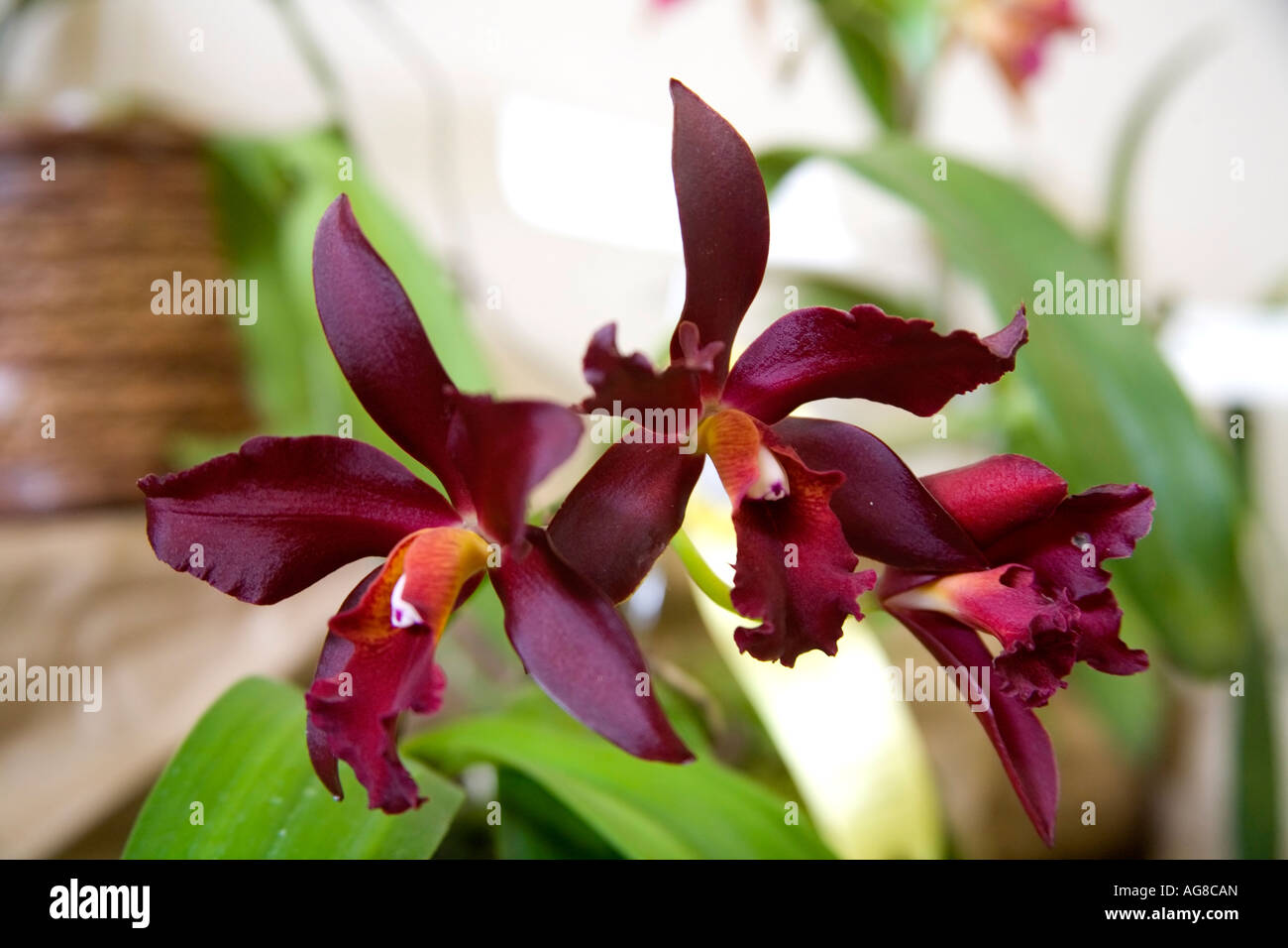 Deep purple orchids form Panama Central America Stock Photo