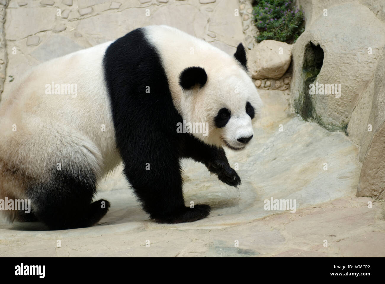 Giant Panda Thailand Chiang Mai Zoo Stock Photo