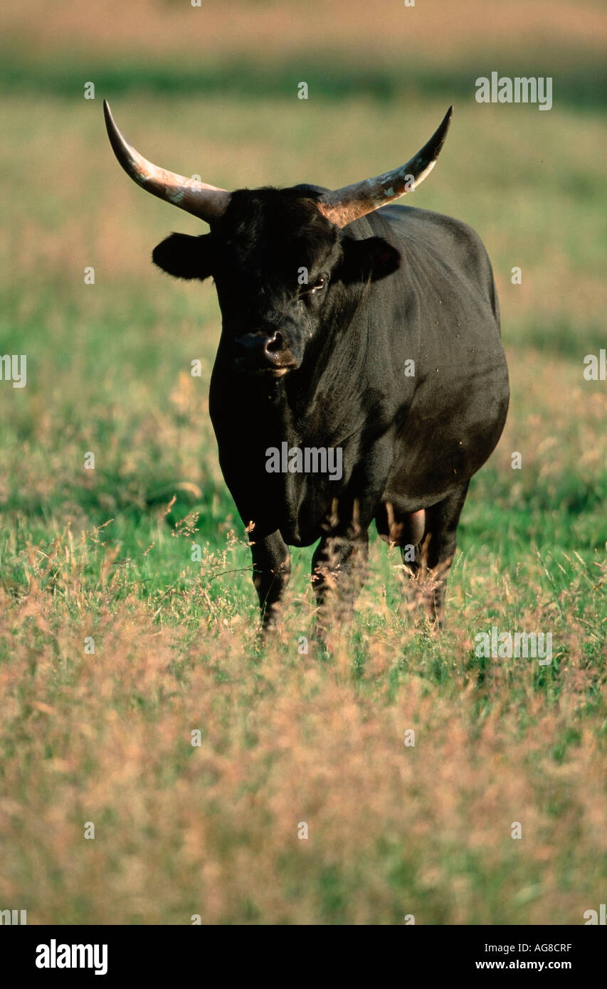 Aurochs bull / (Bos primigenius Stock Photo - Alamy