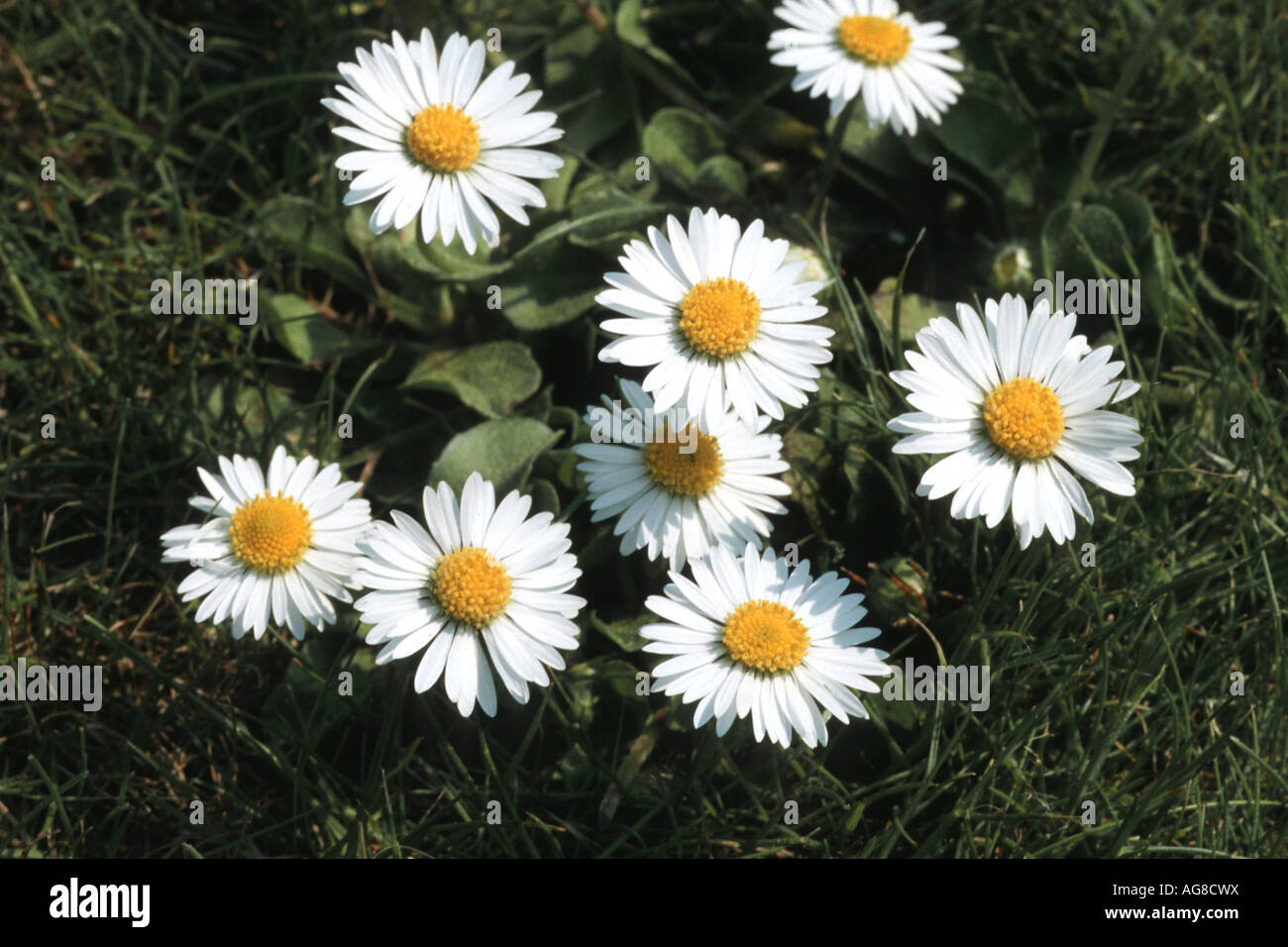 common daisy, lawn daisy, English daisy (Bellis perennis), blooming, Germany, North Rhine-Westphalia Stock Photo