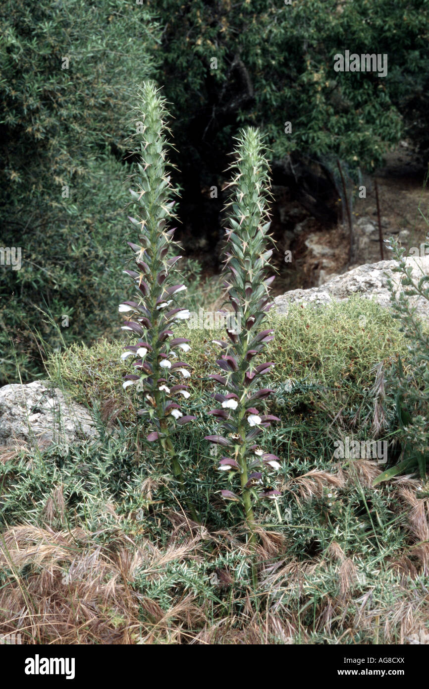 bear's breech (Acanthus spinosus), blooming, Greece, Creta Stock Photo