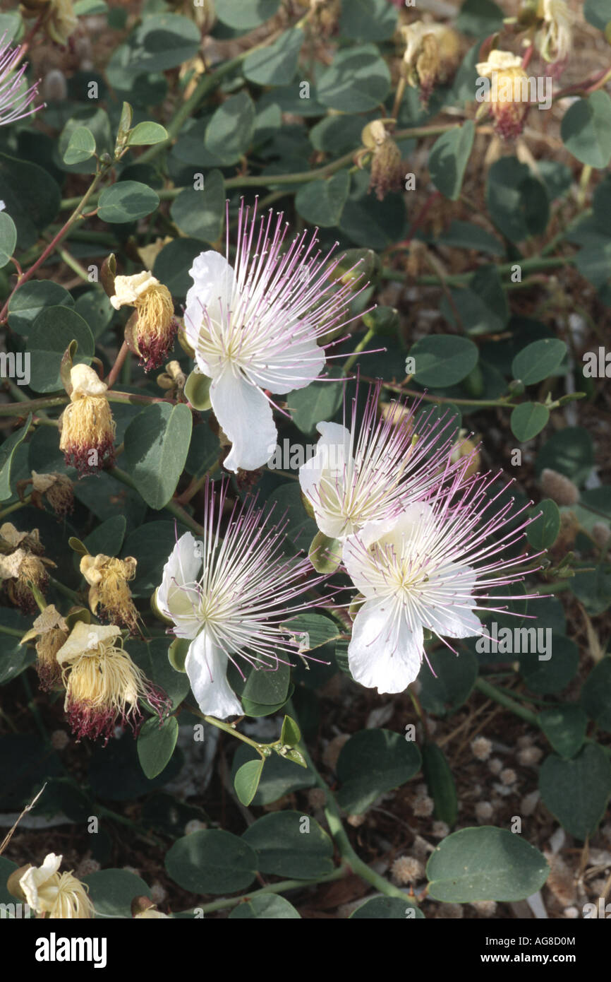 caper, alcaperro, caper berry, caper bud, caper bush, caper fruit