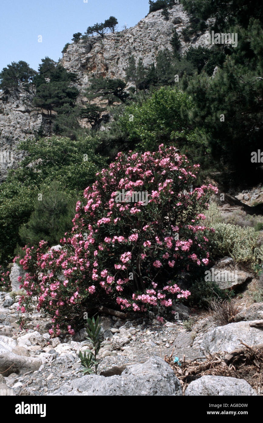 oleander (Nerium oleander), blooming shrubs in the Agria Irini Ravine, Greece, Creta Stock Photo