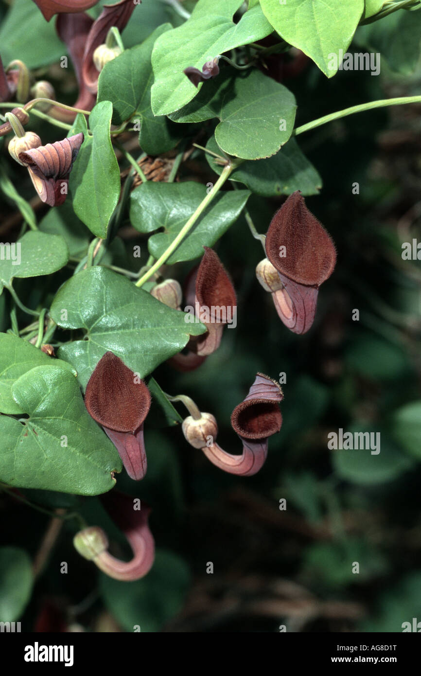 Aristolochia baetica (Aristolochia baetica), blooming plant, Spain, Andalusia Stock Photo