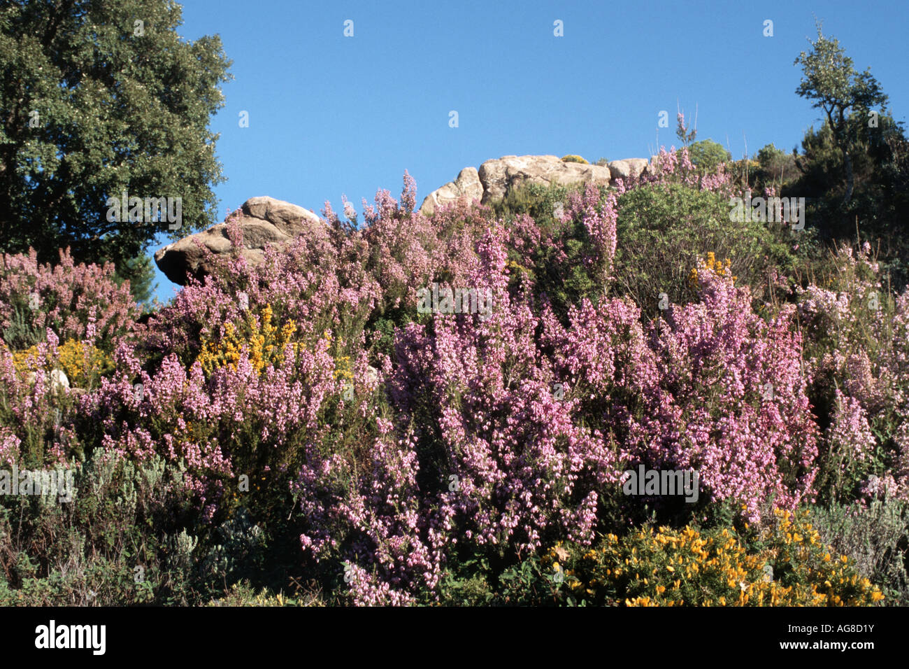 Spanish heath (Erica australis), blooming shrubs, Spain, Andalusia Stock Photo