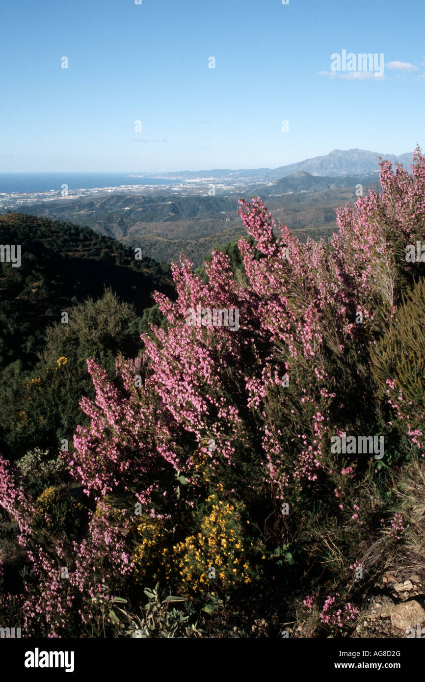Spanish heath (Erica australis), blooming shrubs in mountain landscape, Spain, Andalusia Stock Photo